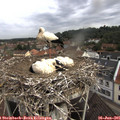09_55-nest.jpg