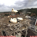 10_00-nest.jpg