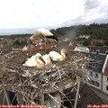 10_15-nest.jpg