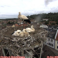 10_20-nest.jpg