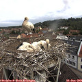 10_25-nest.jpg