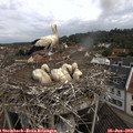 10_30-nest.jpg