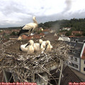 10_35-nest.jpg