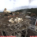 10_40-nest.jpg