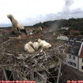 10_45-nest.jpg