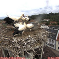 10_50-nest.jpg