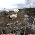 10_55-nest.jpg