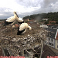 11_00-nest.jpg