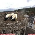11_05-nest.jpg