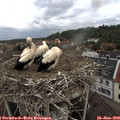 11_10-nest.jpg