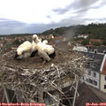 11_15-nest.jpg