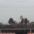 11_20-mast.jpg
