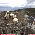 11_20-nest.jpg