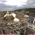 11_25-nest.jpg