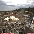 11_30-nest.jpg