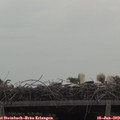 11_35-mast.jpg