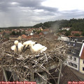 11_35-nest.jpg