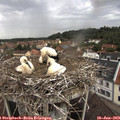 11_40-nest.jpg