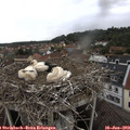 11_45-nest.jpg