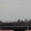 11_50-mast.jpg