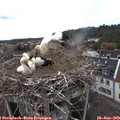 11_55-nest.jpg