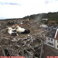 12_00-nest.jpg