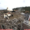 12_05-nest.jpg