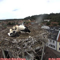 12_10-nest.jpg