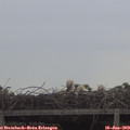 12_15-mast.jpg