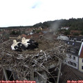 12_15-nest.jpg