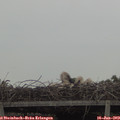 12_20-mast.jpg