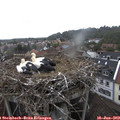 12_25-nest.jpg