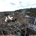 12_30-nest.jpg
