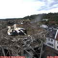 12_35-nest.jpg