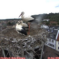 12_40-nest.jpg