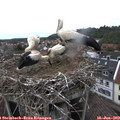12_45-nest.jpg