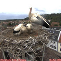 12_50-nest.jpg