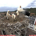 12_55-nest.jpg