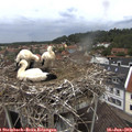 13_00-nest.jpg