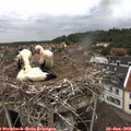13_05-nest.jpg