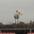 13_10-mast.jpg