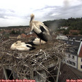 13_10-nest.jpg