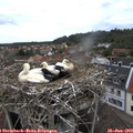 13_15-nest.jpg