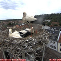 13_20-nest.jpg