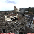 13_25-nest.jpg