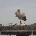 13_30-mast.jpg