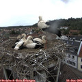 13_30-nest.jpg