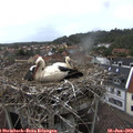 13_35-nest.jpg