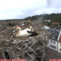 13_40-nest.jpg