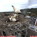 13_45-nest.jpg